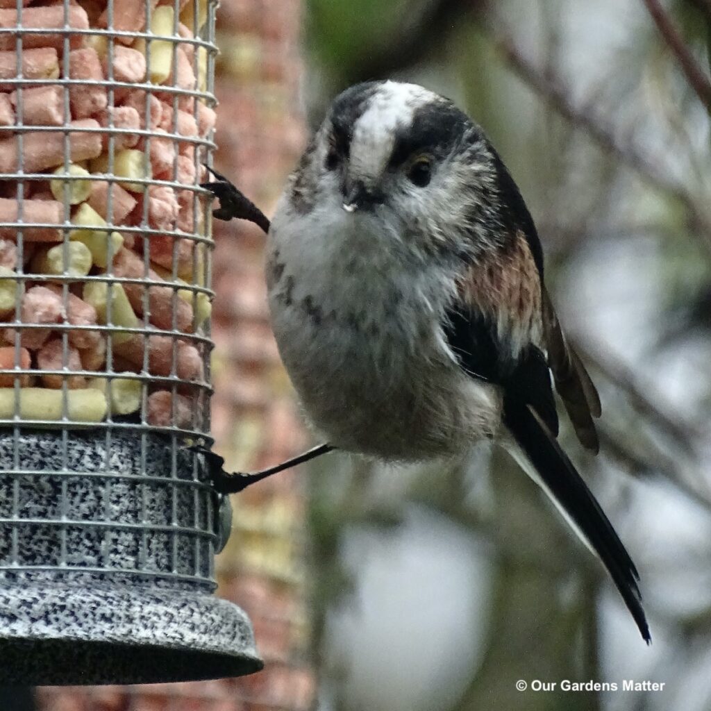 Long-tailed tit eating suet pellets from a peanut feeder