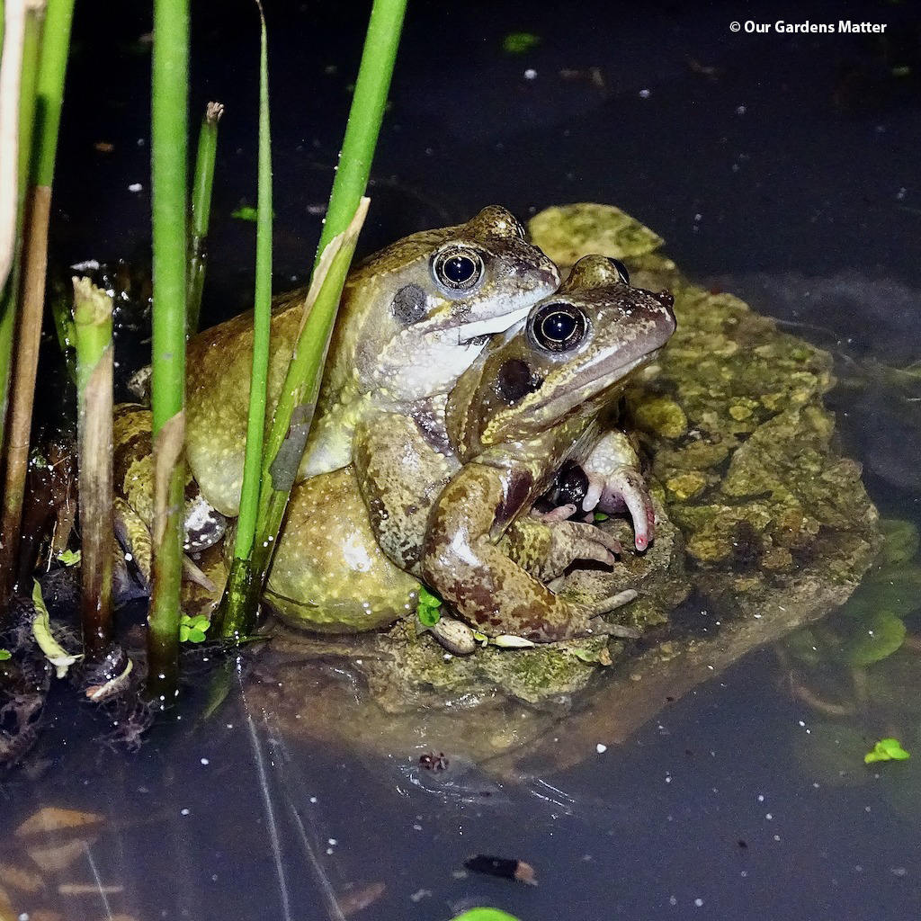 Frogs in a mating grasp