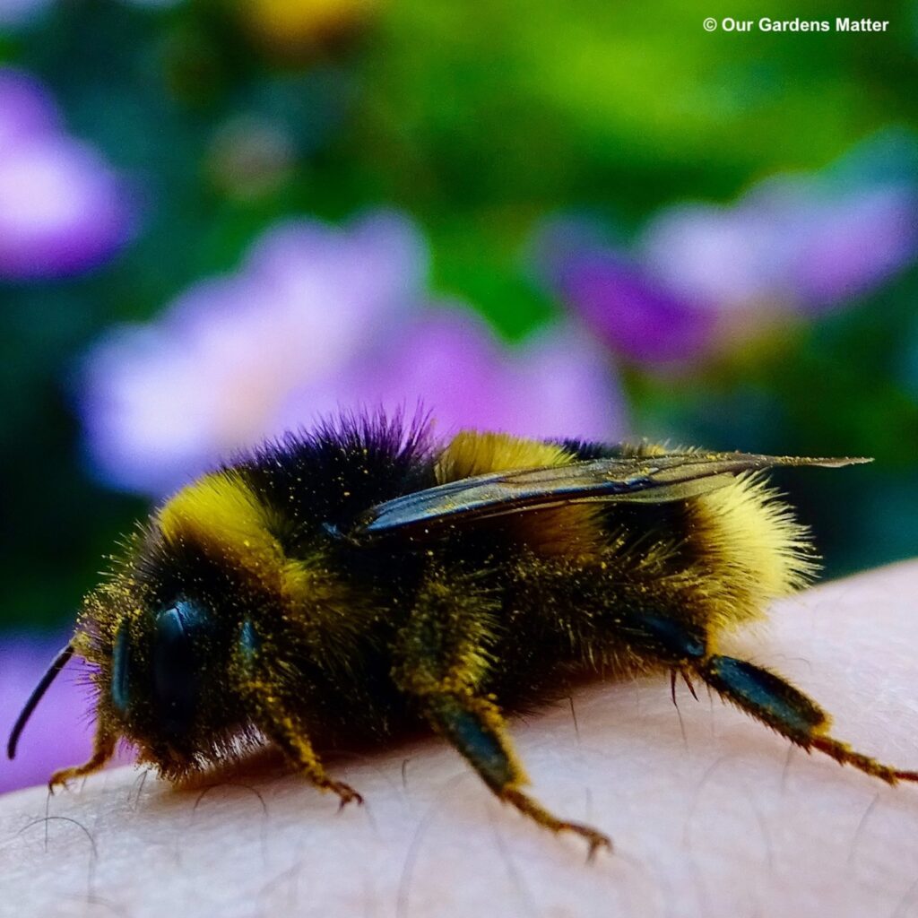 Exhausted bumblebee on hand.