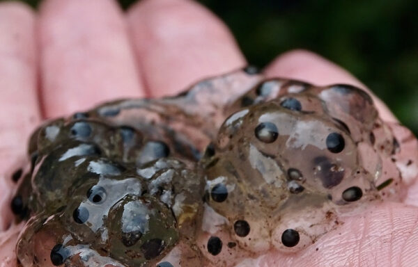 Common frog (Spawn)